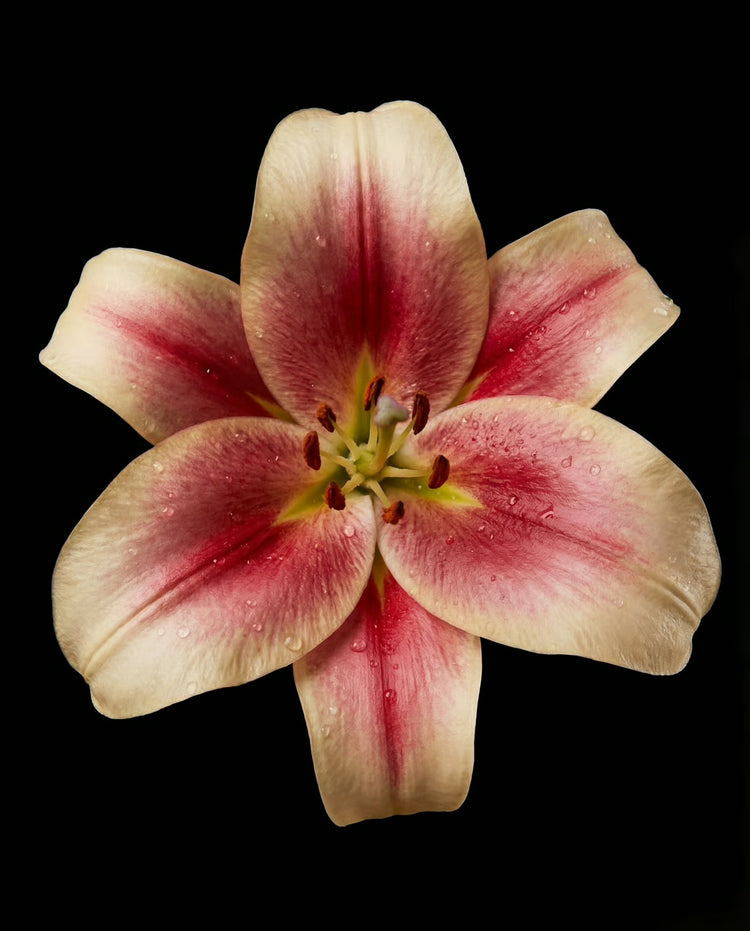 Seductive: Dark Florals/Musk